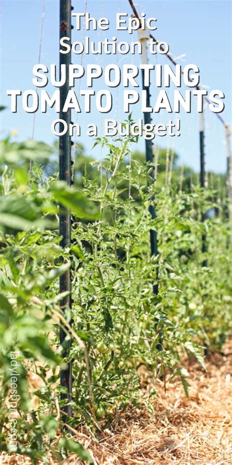best way stake tomato plants|The 5 Best Ways to Stake Your Tomatoes .